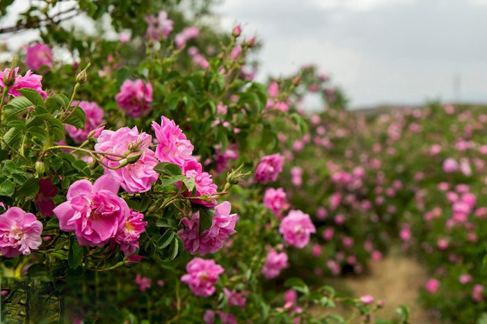 سفربازی - منظره زیبا از باغ های گل محمدی