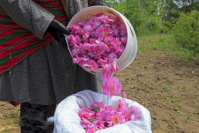 سفربازی - جمع آوری گل محمدی از باغ های کاشان