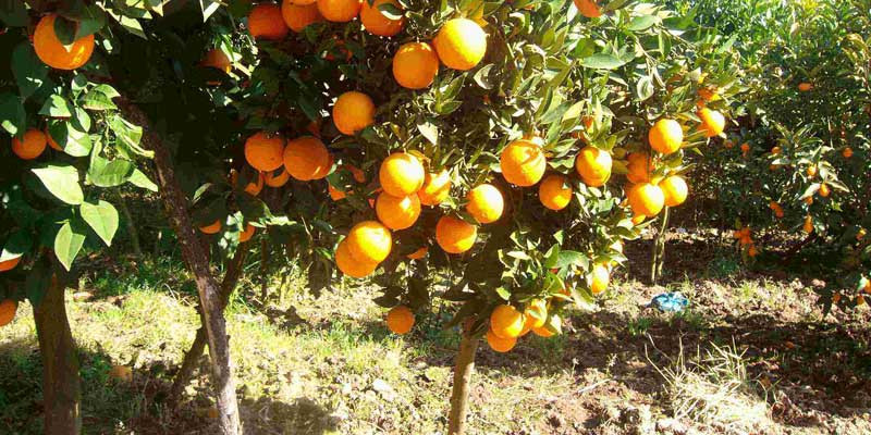 محصولات شهر ساری