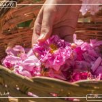 مراسم گلابگیری کاشان