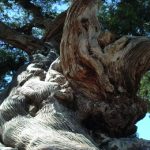 سفربازی - درخت سرو