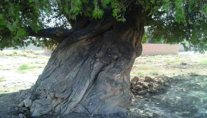 سفربازی - روستای باغ فراگرد