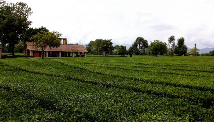 سفربازی - مزارع چای رشت