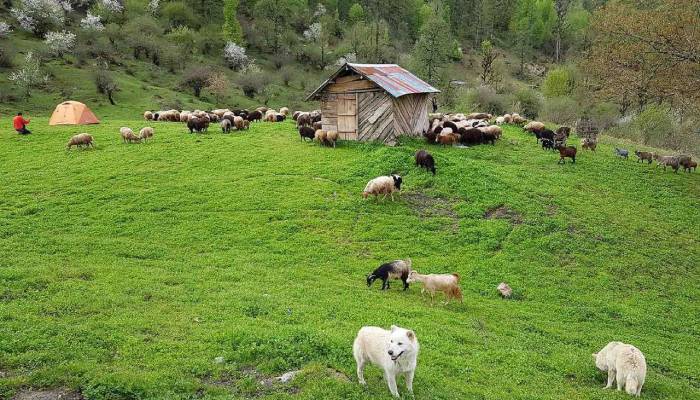 سفربازی - طبیعت جواهرده