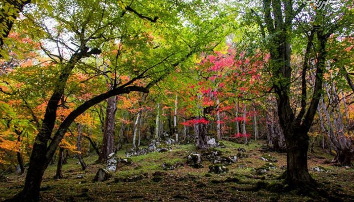سفربازی - جنگل بولا
