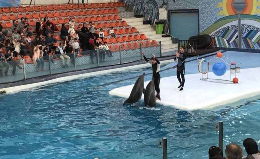 پارک دلفین کیش، اجرای زنده‌ی نمایش نامه توسط دلفین‌ها!