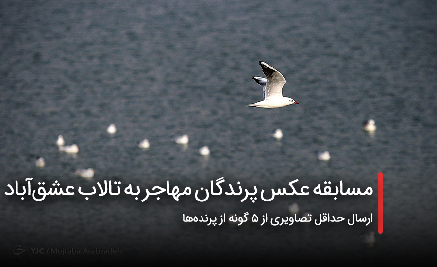 سفربازی - مسابقه عکس پرندگان مهاجر به تالاب عشقآباد