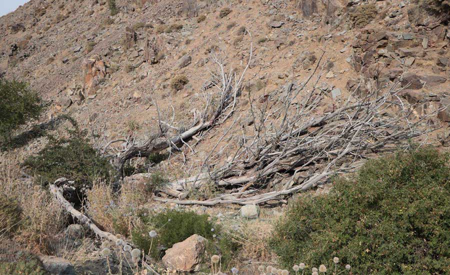 سفربازی - منطقه حفاظت شده ی پلنگ دره