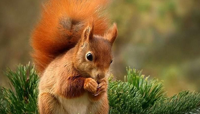 سفربازی - سنجاب‌های جنگل نای انگیز