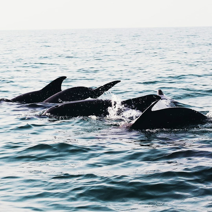 سفربازی - دلفین های جزیره هنگام