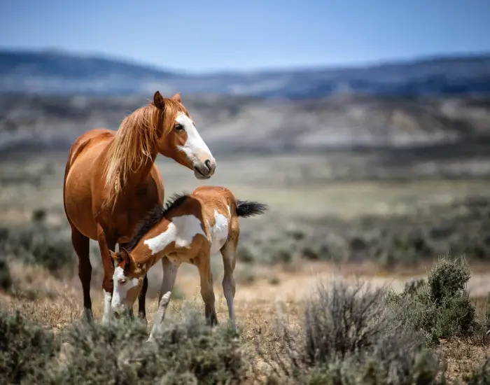 سفربازی - اسب های زیبا در دل طبیعت