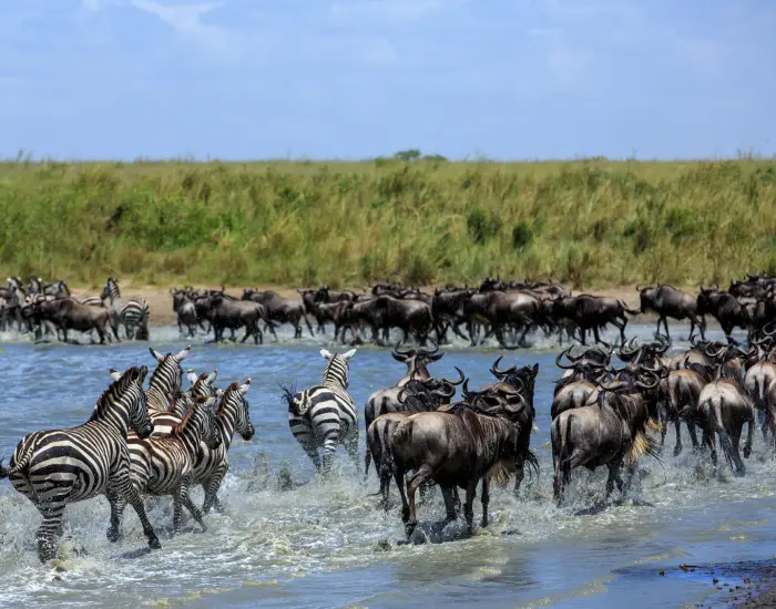 سفربازی - منظره ای زیبا از گله گورخرها و گاوهای وحشی