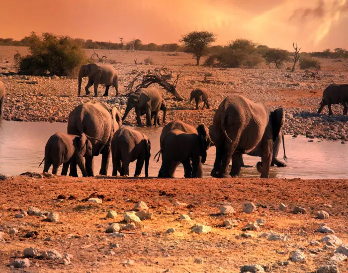 سفربازی -گله ی فیل در حال آب خوردن