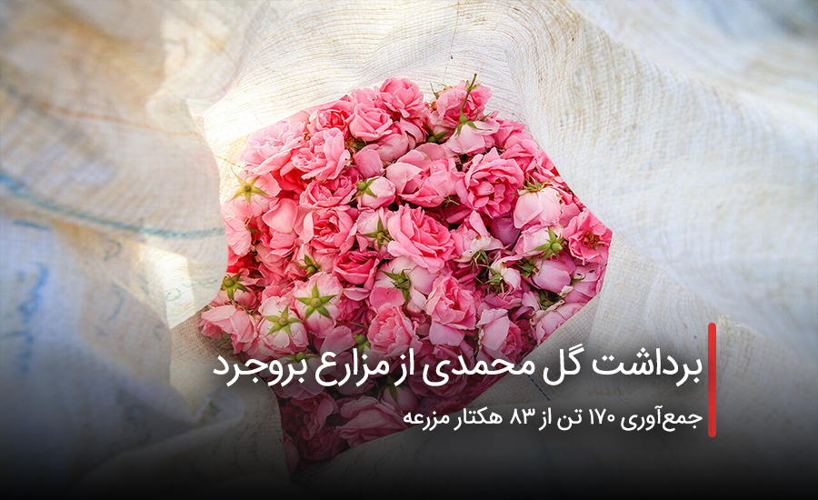 برداشت گل محمدی از مزارع بروجرد