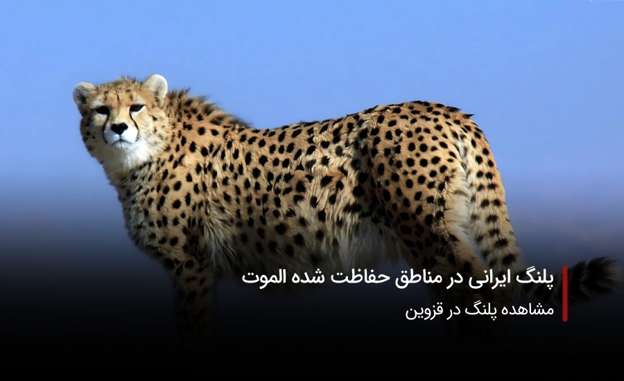 سفربازی-مشاهده پلنگ ایرانی