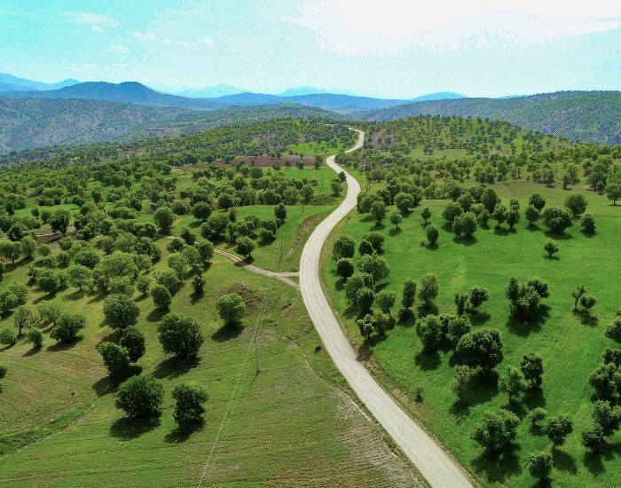 سفربازی-جنگل بانه در کردستان