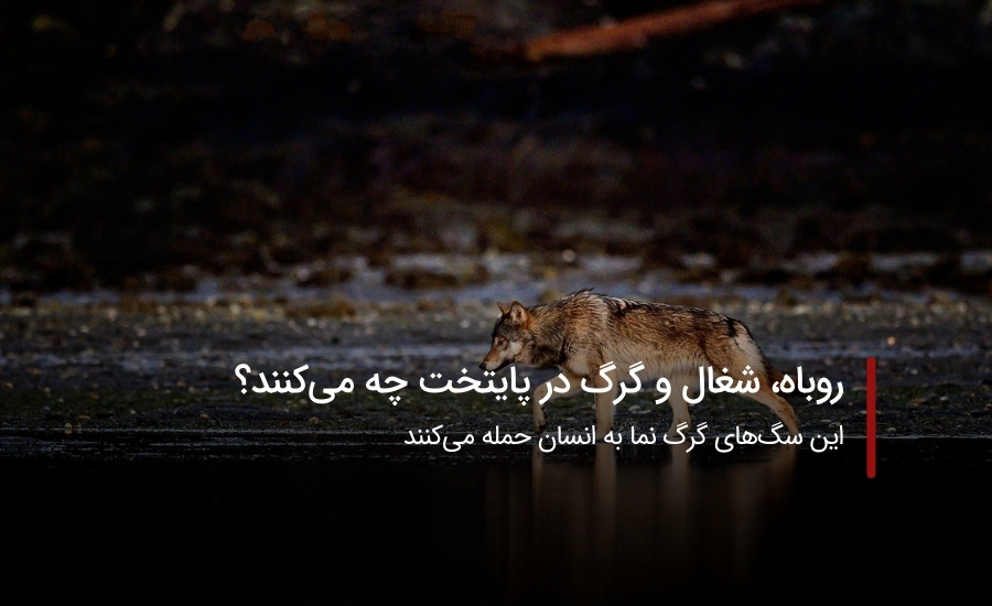 حیوانات وحشی در تهران؛ روباه، شغال و گرگ در پایتخت چه می‌کنند؟