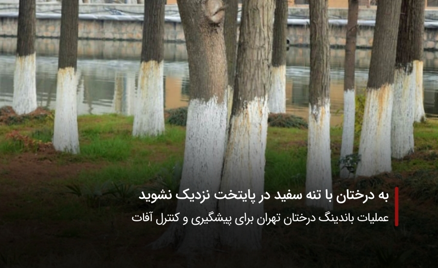به درختان با تنه سفید در پایتخت نزدیک نشوید