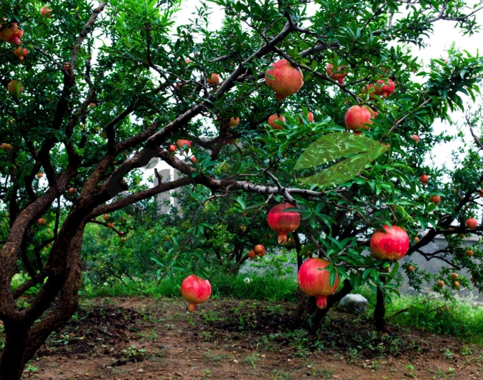 سفربازی-انار گرمسار