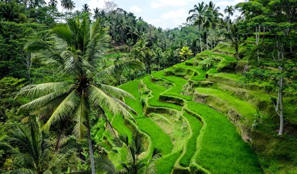 مزارع پلکانی برنج تگالالانگ