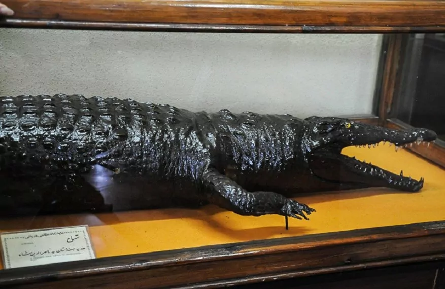 تصویر تمساح در کاخ موزه انزلی 