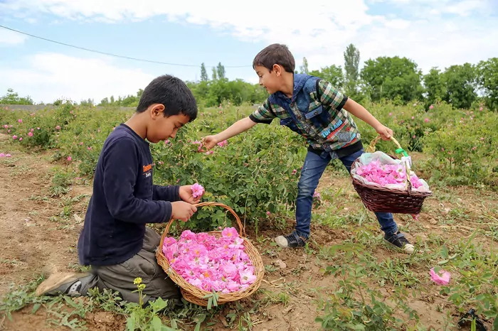 سفربازی - برداشت گل محمدی 