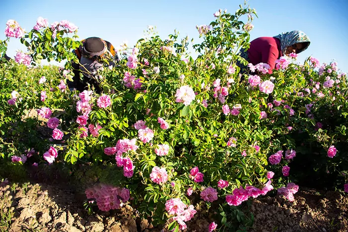 سفربازی - درختچه گل محمدی