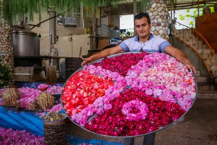 سفربازی - مراحل آماده سازی گل محمدی برای گلابگیری