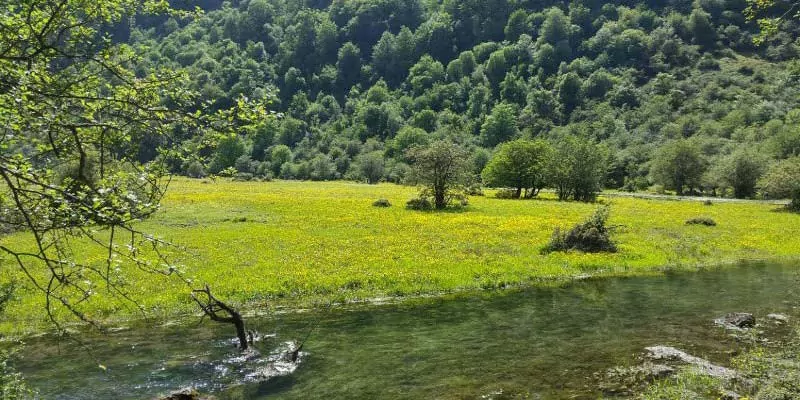 زیبایی جنگل دوهزار