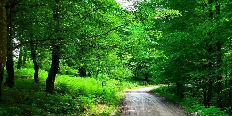 پارک جنگلی خشکه داران