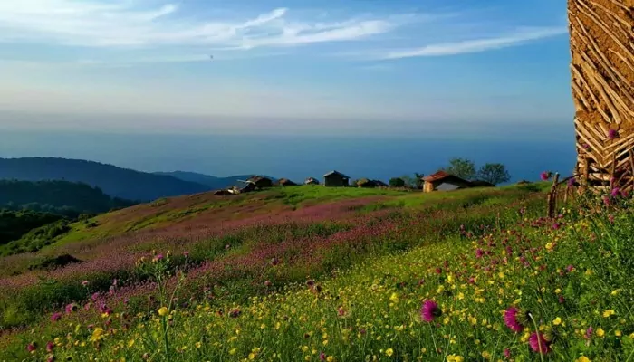 سفربازی - پوشش گیاهی جواهرده 