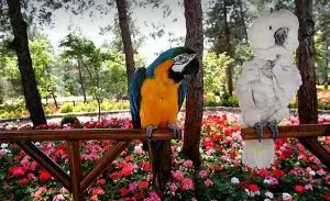 باغ پرندگان شیراز