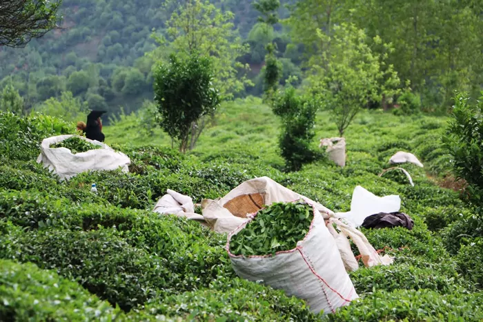سفربازی - مزارع چای در ایران