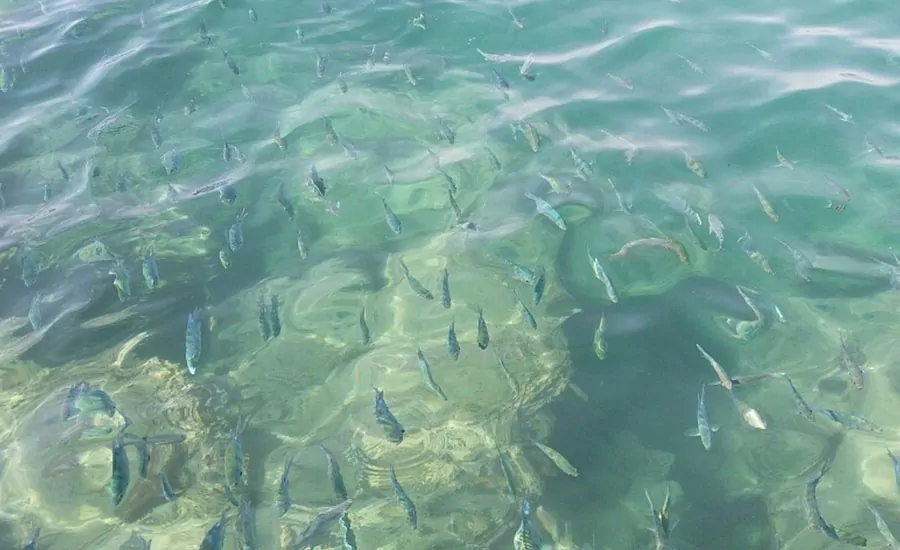 سفربازی - ماهی‌های آکواریومی جزیره‌ی هنگام