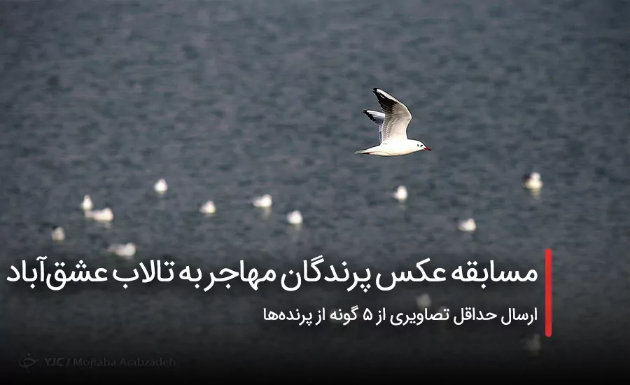 سفربازی - مسابقه عکس پرندگان مهاجر به تالاب عشق‌آباد
