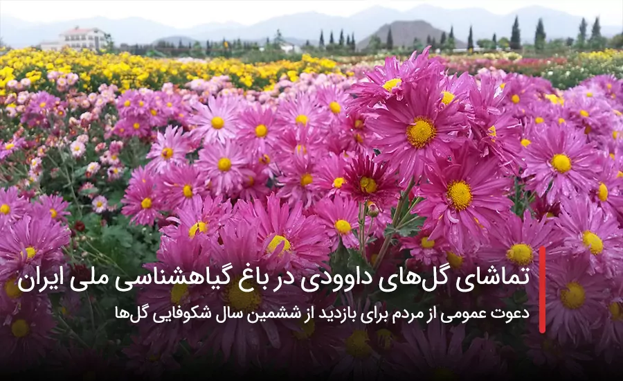 سفربازی - تماشای گل‌های داوودی در باغ گياهشناسی ملی ايران