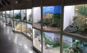 سفربازی - موزه تاریخ طبیعی همدان