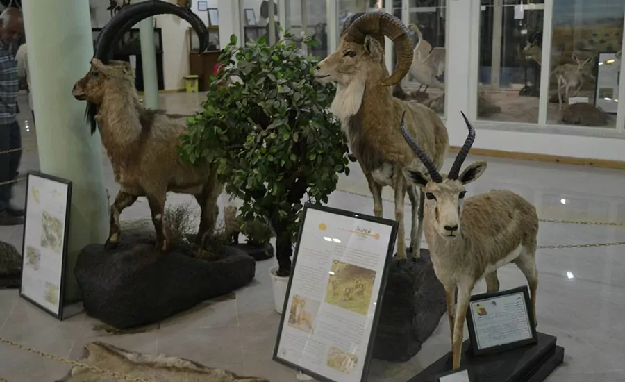سفربازی - موزه تاریخ طبیعی اردبیل
