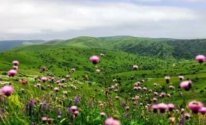 سفربازی - جنگل فندقلو