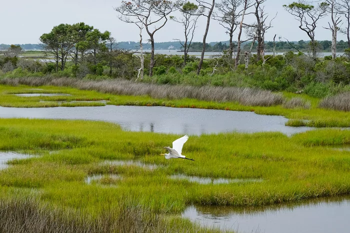 سفربازی - Assateague Island