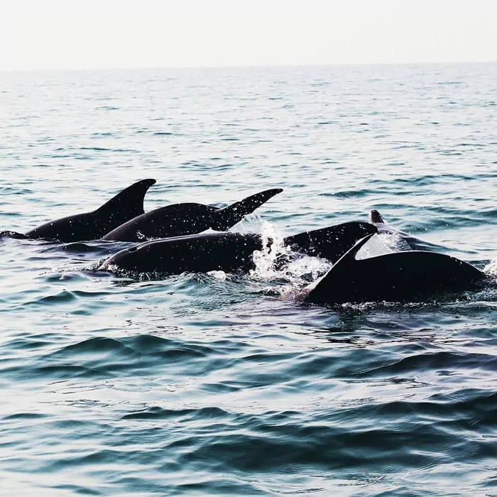 سفربازی - دلفین های جزیره هنگام