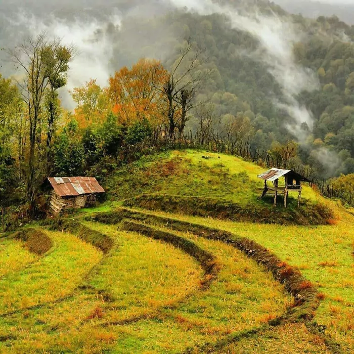 سفربازی - جنگل خرمایی