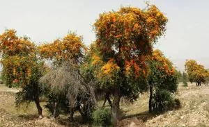 منطقه حفاظت شده هرمد لارستان، منطقه ای با گونه های جانوری جذاب