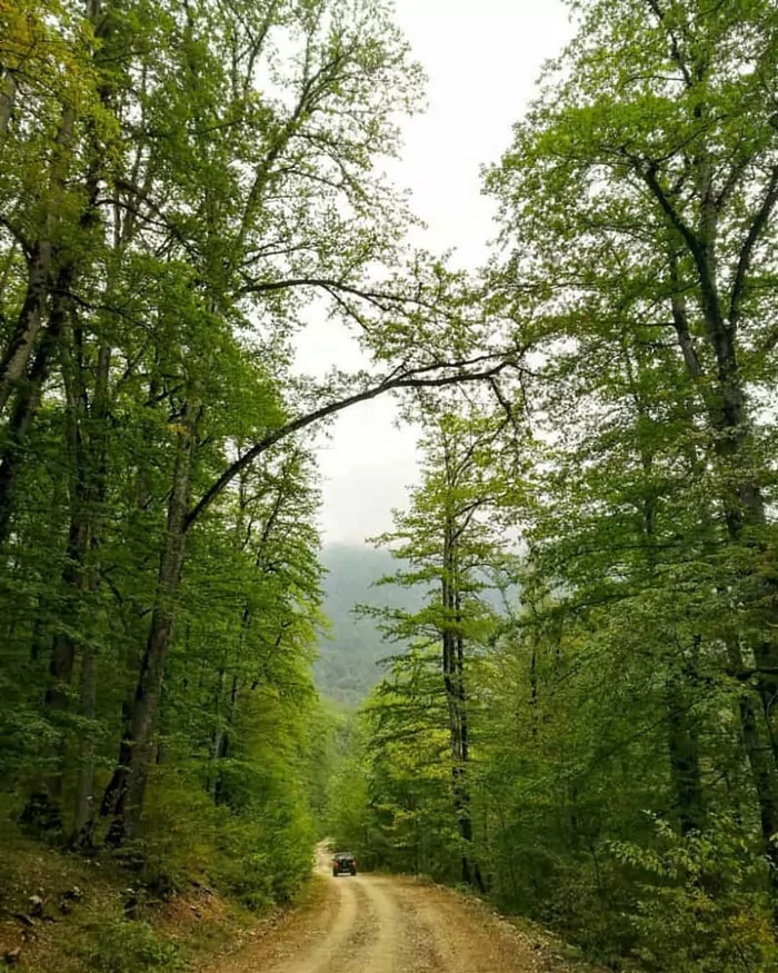 سفربازی - جنگل بولا ساری