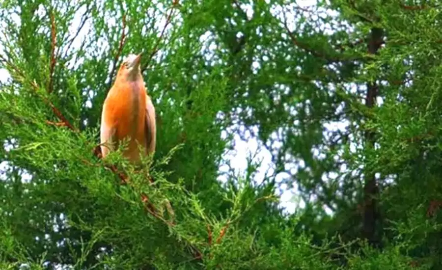 باغ پرندگان فریدونکنار، باغی برای لذت بردن از حضور پرندگان