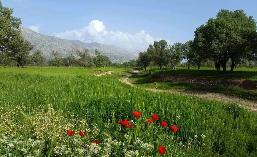 دشت برم کازرون ️ مجله سفربازی
