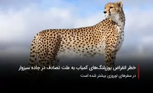 سفربازی-یوزپلنگ ایرانی