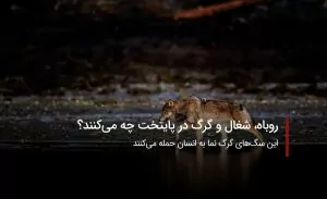 سفربازی - گرگ در محله تهرانپارس