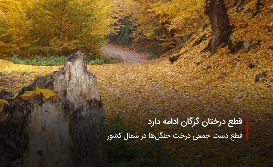 سفربازی-قطع درختان گرگان