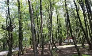 سفربازی - پارک جنگلی النگدره